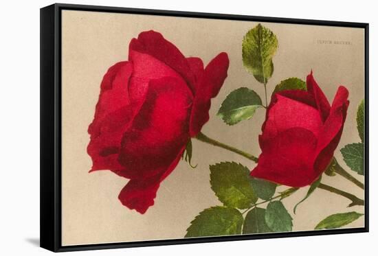 Ulrich Bruner Red Roses-null-Framed Stretched Canvas