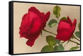 Ulrich Bruner Red Roses-null-Framed Stretched Canvas