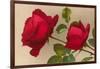 Ulrich Bruner Red Roses-null-Framed Art Print