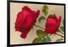 Ulrich Bruner Red Roses-null-Framed Art Print