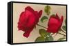 Ulrich Bruner Red Roses-null-Framed Stretched Canvas