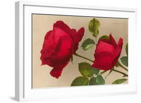 Ulrich Bruner Red Roses-null-Framed Art Print