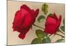 Ulrich Bruner Red Roses-null-Mounted Art Print