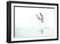 Black Frame