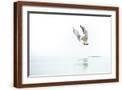 Brown Frame