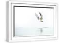 White Frame