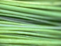 Dill with Flowers-Ulrike Holsten-Photographic Print