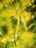 Dill with Flowers-Ulrike Holsten-Photographic Print