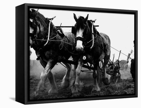 Ulster Clydesdale Pulling a Plough, July 1983-null-Framed Stretched Canvas