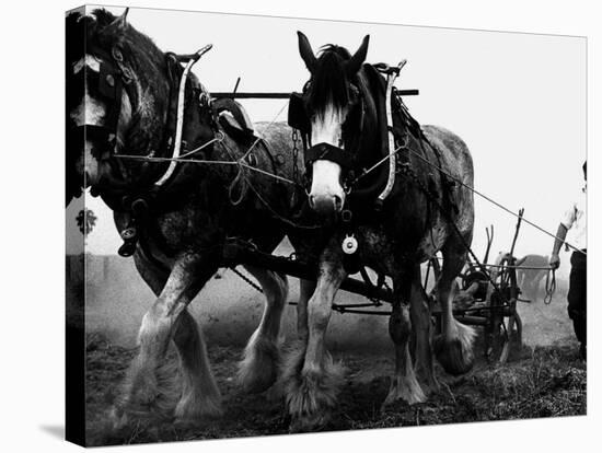 Ulster Clydesdale Pulling a Plough, July 1983-null-Stretched Canvas