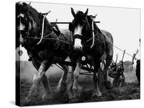 Ulster Clydesdale Pulling a Plough, July 1983-null-Stretched Canvas