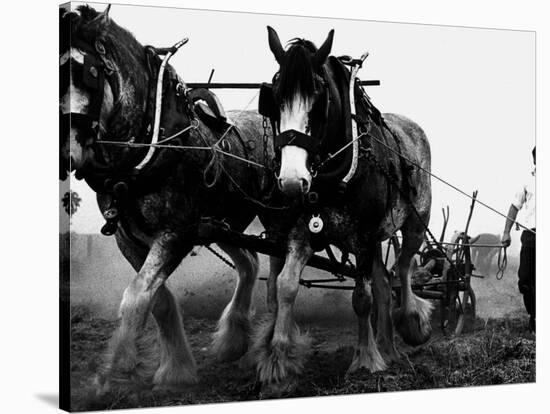 Ulster Clydesdale Pulling a Plough, July 1983-null-Stretched Canvas