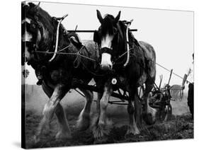 Ulster Clydesdale Pulling a Plough, July 1983-null-Stretched Canvas