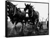 Ulster Clydesdale Pulling a Plough, July 1983-null-Framed Stretched Canvas