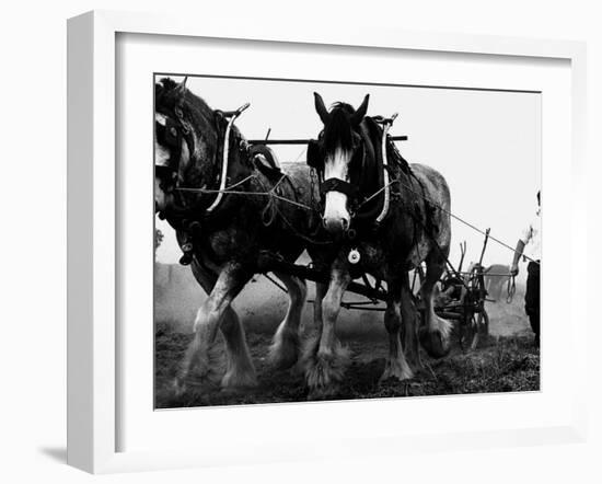 Ulster Clydesdale Pulling a Plough, July 1983-null-Framed Premium Photographic Print