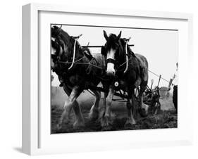 Ulster Clydesdale Pulling a Plough, July 1983-null-Framed Premium Photographic Print