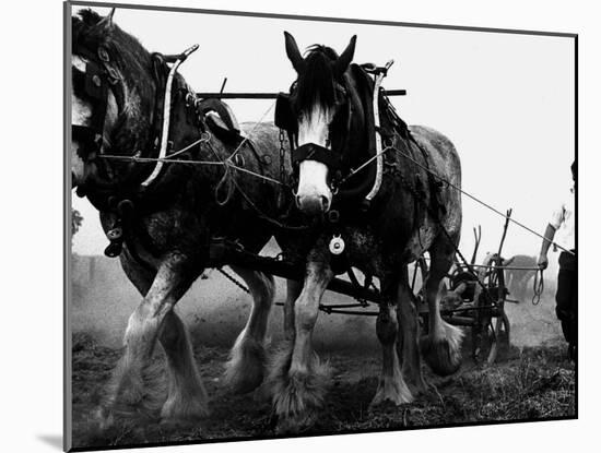 Ulster Clydesdale Pulling a Plough, July 1983-null-Mounted Premium Photographic Print