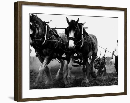 Ulster Clydesdale Pulling a Plough, July 1983-null-Framed Photographic Print