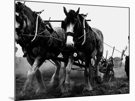 Ulster Clydesdale Pulling a Plough, July 1983-null-Mounted Photographic Print