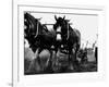 Ulster Clydesdale Pulling a Plough, July 1983-null-Framed Photographic Print