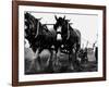 Ulster Clydesdale Pulling a Plough, July 1983-null-Framed Photographic Print