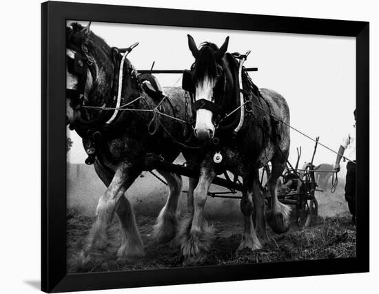 Ulster Clydesdale Pulling a Plough, July 1983-null-Framed Photographic Print