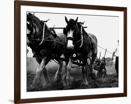 Ulster Clydesdale Pulling a Plough, July 1983-null-Framed Photographic Print