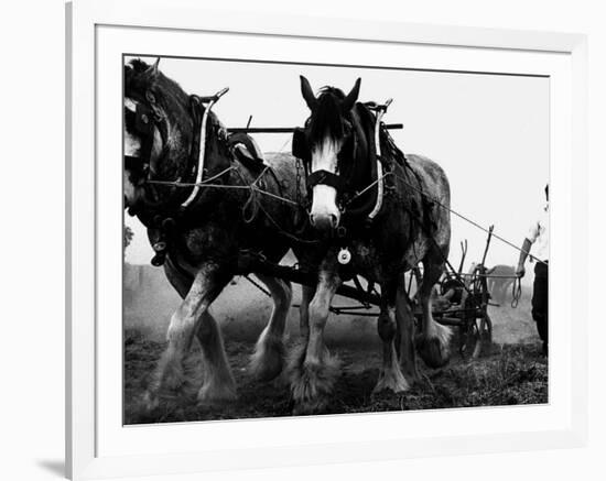 Ulster Clydesdale Pulling a Plough, July 1983-null-Framed Photographic Print