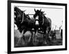 Ulster Clydesdale Pulling a Plough, July 1983-null-Framed Photographic Print