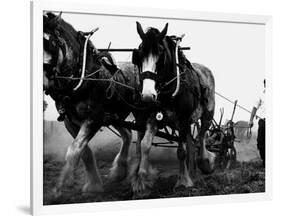 Ulster Clydesdale Pulling a Plough, July 1983-null-Framed Photographic Print