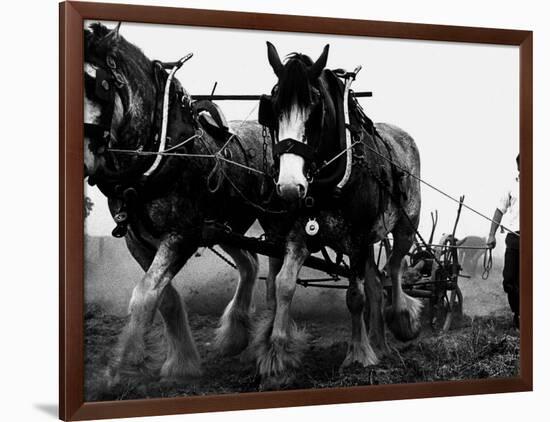 Ulster Clydesdale Pulling a Plough, July 1983-null-Framed Photographic Print