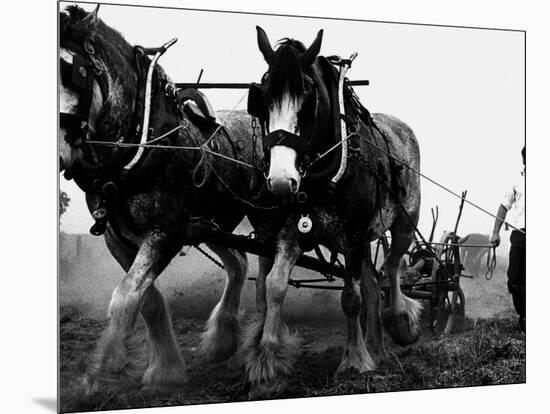 Ulster Clydesdale Pulling a Plough, July 1983-null-Mounted Photographic Print