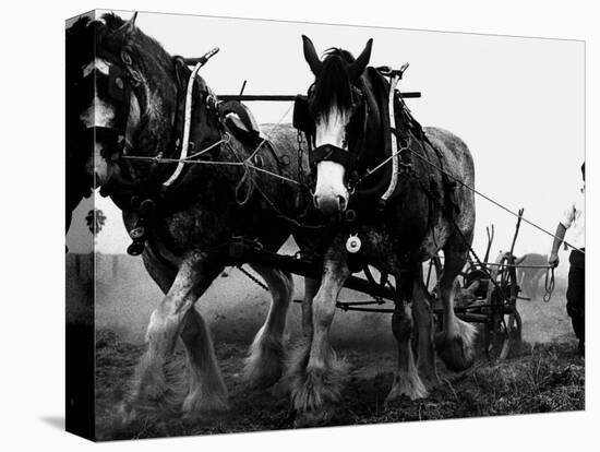 Ulster Clydesdale Pulling a Plough, July 1983-null-Stretched Canvas