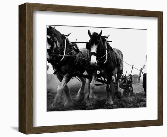 Ulster Clydesdale Pulling a Plough, July 1983-null-Framed Photographic Print