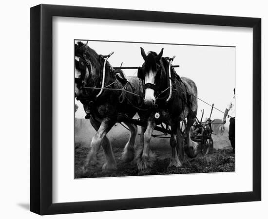 Ulster Clydesdale Pulling a Plough, July 1983-null-Framed Photographic Print