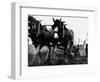 Ulster Clydesdale Pulling a Plough, July 1983-null-Framed Photographic Print