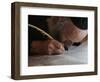 Ultra-Orthodox Jew Writes Some of the Last Words in a Torah Scroll-null-Framed Photographic Print