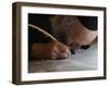 Ultra-Orthodox Jew Writes Some of the Last Words in a Torah Scroll-null-Framed Photographic Print