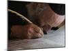 Ultra-Orthodox Jew Writes Some of the Last Words in a Torah Scroll-null-Mounted Photographic Print