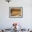 Ultra-Orthodox Jewish Man Sits During a Procession Bringing a Torah Scroll from the Western Wall-null-Framed Photographic Print displayed on a wall