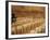 Ultra-Orthodox Jewish Man Sits During a Procession Bringing a Torah Scroll from the Western Wall-null-Framed Photographic Print