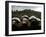 Ultra-Orthodox Maim Shelanoo Ceremony, Jerusalem, Israel-Oded Balilty-Framed Photographic Print