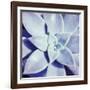 Ultra Violet I-Jason Johnson-Framed Photographic Print