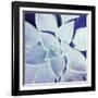 Ultra Violet II-Jason Johnson-Framed Photographic Print