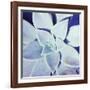 Ultra Violet II-Jason Johnson-Framed Photographic Print