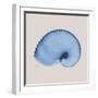 Ultramarine Argonaut-Albert Koetsier-Framed Photographic Print