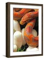 Ultramel Okeetee corn snake, with recently laid eggs-John Cancalosi-Framed Photographic Print