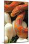 Ultramel Okeetee corn snake, with recently laid eggs-John Cancalosi-Mounted Photographic Print