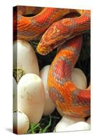 Ultramel Okeetee corn snake, with recently laid eggs-John Cancalosi-Stretched Canvas