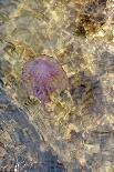 Jellyfish in the Sea Water-Ultrapro-Photographic Print